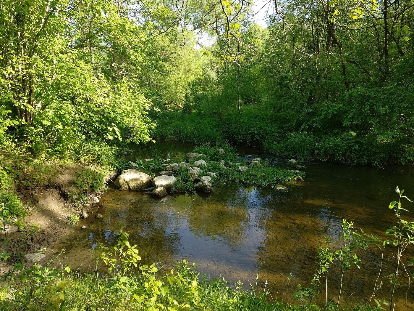 Tervete nature park pine forest